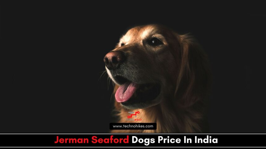 Jerman Seaford Dogs Price In India
